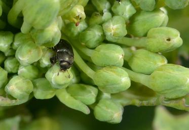Méligèthes sur bouton de colza.