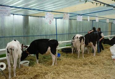 Le concours de la foire de Montdidier est l’événement phare de l’Association des éleveurs Prim’Holstein 80.