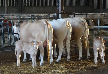 Un an de gagné avec le vêlage à deux ans de ces jeunes vaches. Ça c’est de la productivité !