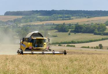 Comme lors de la récolte précédente, les résultats en pois et colza sont décevants. Ils ont souffert des fortes chaleurs. Mais ceux du blé et de l’orge de printemps sont intéressants. 