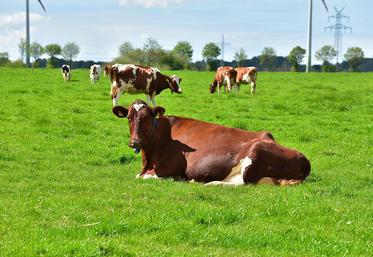 La gestion du pâturage permet de gagner en autonomie pour l’alimentation  du troupeau. Quelques aménagements peuvent s’avérer utile pour la rendre encore plus pertinente.