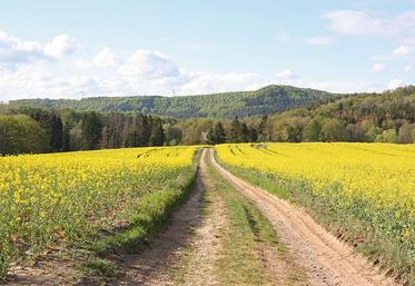 Sécuriser la performance du colza doit passer par la mobilisation de plusieurs leviers agroécologiques, selon les experts  de BASF et de Terres Inovia. 