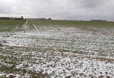 Toutes les céréales à paille ne présentent pas la même sensibilité au gel. 