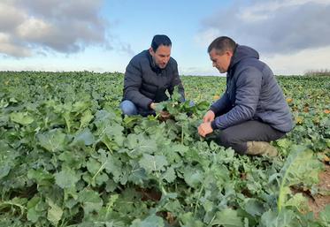 Nicolas Charpentier et Olivier Pecourt dans une parcelle de colza où le semis  a été réalisé le 13 août dernier avec des semences enrobées par la solution  Integral® Pro de BASF. 