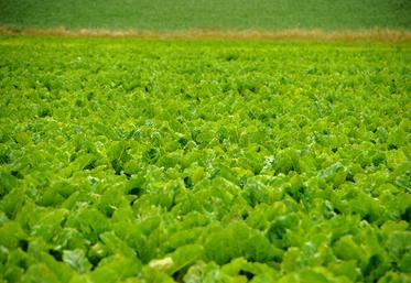 Pour la CGB, la publication de cet arrêté autorisant de manière dérogatoire les NNI pour la campagne 2022 devrait «permettre d’aborder plus sereinement la nouvelle récolte». 