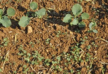 Géraniums dans un colza à 4 feuilles.