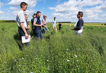 L’essai mené à Hiermont par la coopérative Calira et la Chambre d’agriculture  de la Somme vise à identifier les solutions de désherbage les plus efficaces  pour le lin bio. 