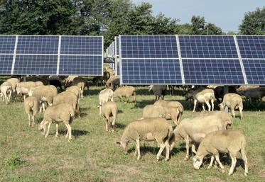 D’après un suivi des troupeaux installés sous sept parcs photovoltaïques et de leurs performances, «on ne constate  aucun conflit d’usage et on remarque que les ressources fourragères permettent de nourrir les troupeaux», avance  la société Arkolia, spécialisée dans les énergies renouvelables. 