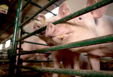 Pour que l’ensemble des truies en France mettent bas dans des «cases liberté», et non plus dans des cages, de lourds investissements sont à envisager.