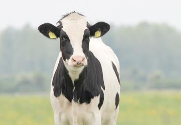 La Prim’holstein en lait et la charolaise en viande sont en tête dans les élevages de la région. 
