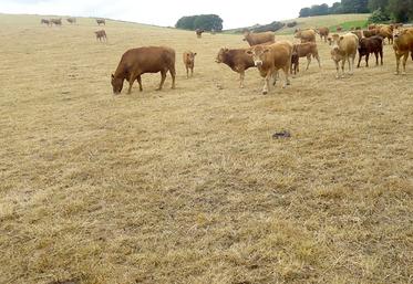 Dès que l’herbe manque, il faut réduire la surface accessible et affourrager sinon le surpâturage va dégrader fortement la prairie. 