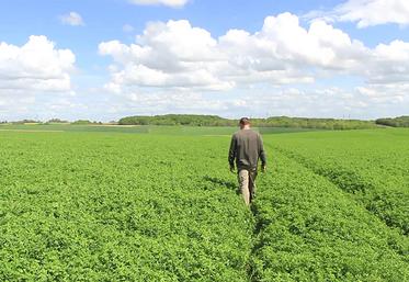 Résistante au froid et aux fortes chaleurs, pérenne, économe en intrants, riche en protéines, minéraux, vitamines et en fibres digestibles, la luzerne ne manque pas d’atouts. 