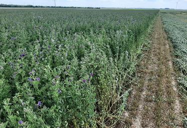 Au champ, ce qui conditionne (en partie) la réussite d’une culture de luzerne,  c’est le semis. 