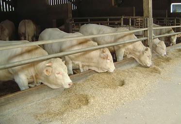 L’introduction d’herbe dans des rations à base de maïs fourrage est souvent plafonnée à 20-30 % de la MS ingérée afin de maintenir la densité énergétique de la ration.