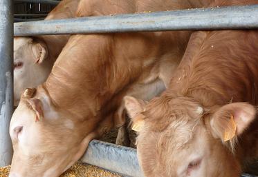 Le maïs grain humide (MGH) permet d’ajuster le niveau énergétique de la ration, voire de constituer la base d’un régime d’engraissement. 