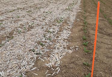 Au milieu  d’une parcelle de betteraves semées sans traitement néonicotinoïdes, une micro-parcelle accueille un paillage de miscanthus censé perturber le puceron vert. 