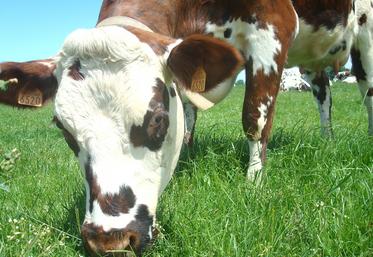 Bien gérer sa prairie permet d’améliorer l’autonomie en protéines. 