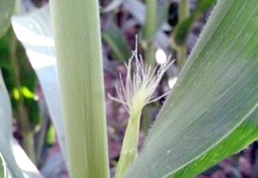 La date de floraison du maïs est le premier indicateur de la précocité  de la culture. 