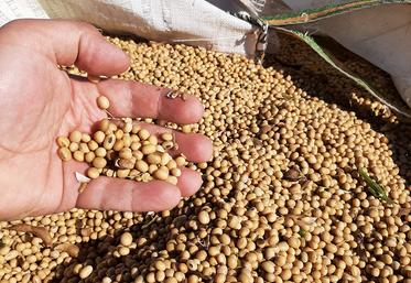 Pour une première année d’essais, les résultats de la culture de soja dans la Somme par le Groupe Carré sont encourageants.
