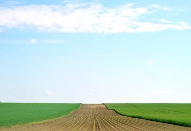 En s’engageant dans la campagne 2020-2021, les agriculteurs ont privilégié la culture de blé aux dépens des cultures de printemps, selon les statistiques  du ministère de l’Agriculture.