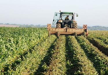 Le broyage en vert peut être un facteur aggravant car il fait tomber au sol toutes les folioles contaminées. 
