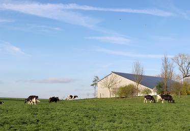 La vache est un animal gourmand. Il faut profiter de cette qualité pour l’inciter à aller profiter d’une herbe fraîche tous les jours. 