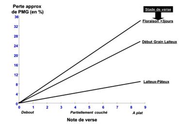 Impact de la verse sur le PMG en fonction du stade de la culture.  