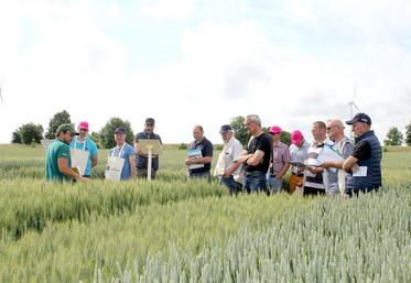 Le choix variétal des semis d’automne attire toujours beaucoup de monde dans les parcelles d’essais. 