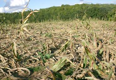 Annuellement, les indemnisations versées par les fédérations départementales de chasseurs aux agriculteurs victimes 
de dommages agricoles déclarés s’élèvent à plus de trente millions d’euros.