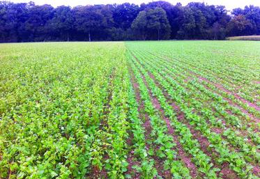 Essai de couverts associés au colza. A gauche, le sarrasin.