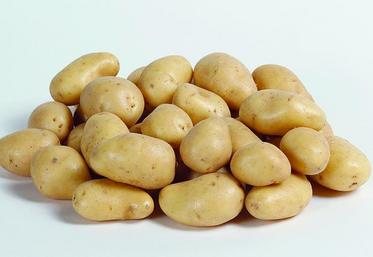 on cultiverait en Nord-Pas-de-Calais et en Picardie quelque 97 320 hectares de pommes de terre pour 4,3 millions de tonnes récoltées, sur environ 4% de la SAU régionale. 22% des agriculteurs la produisent, soit 5 640 exploitations. 