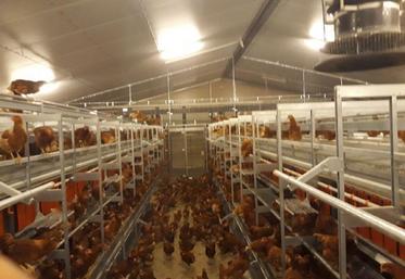 Arrivées lundi 29 octobre dans la nuit, les 39 500 poules ont été déchargées à potron-minet le 30 octobre.