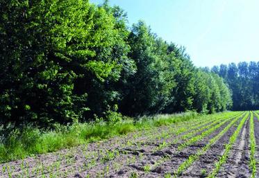 La haie est un élément important de lutte contre l'érosion mais elle participe aussi à l'amélioration du cadre de vie.