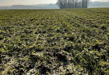 Parcelle d’essais de féveroles, Oneux.