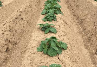La Chambre d’agriculture de la Somme propose un suivi des parcelles de pommes de terre basé sur l’outil d’aide  à la décision Mileos© développé par Arvalis.