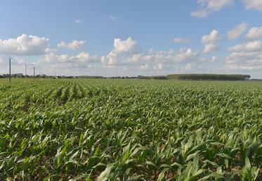 La présence de taupins est la première cause de dégradation du rendement  du maïs.