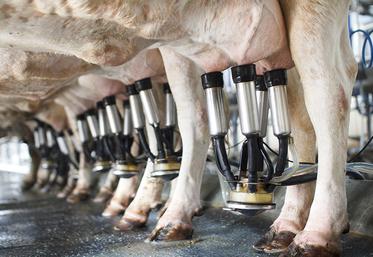 L’allongement du temps de traite a un impact sur le trayeur comme sur les vaches. 