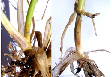 Le piétin-verse se matérialise par une tache sous le 1er entre-nœud, ocellée, elliptique, avec présence de stroma.
