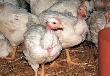 La capacité de mouvement est, par exemple, évaluée par une mesure de la densité, ainsi que par le nombre d’animaux qui étirent leurs ailes et leurs pattes ou battent des ailes. 