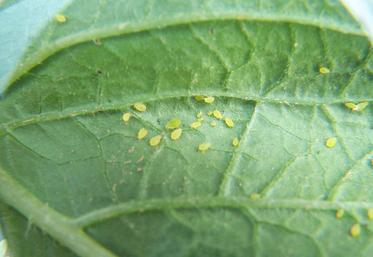 Pucerons sur feuille de pomme de terre.