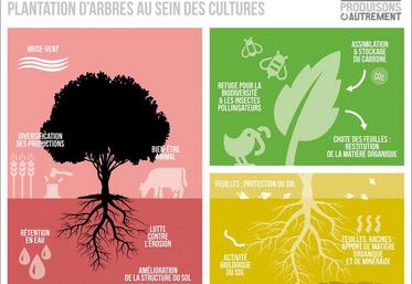 D’après les experts consultés par le gouvernement, les intérêts agronomiques de l’agroforesterie seraient multiples.