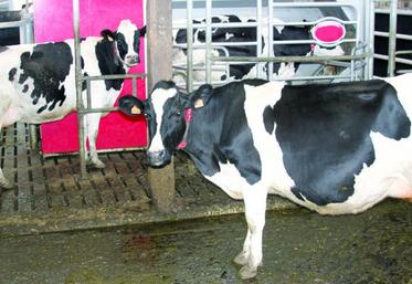 Une aide est attribuée aux producteurs qui ont une baisse d’EBE de 20 % et aux nouveaux installés en 2015 ou 2016.