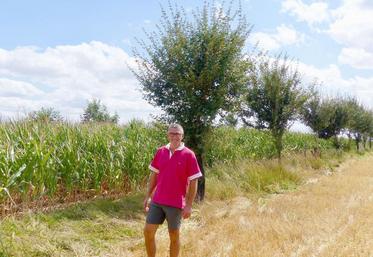 Cette année, la parcelle est conduite en alternance : maïs, arbres, orge.