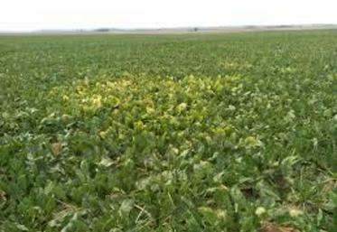 La situation sanitaire à laquelle est confrontée la filière betterave justifie, selon le gouvernement, la possibilité d'une dérogation à l'interdiction des néonicotinoïdes.