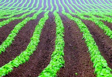 Les producteurs de pommes sont invités à déclarer leurs surfaces.
