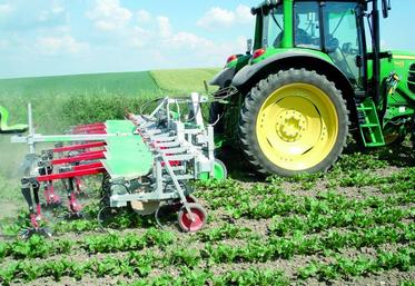 Bineuse à moulinets Agronomic sur betterave.