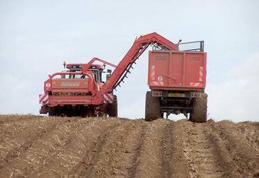 La demande en pommes de terre à l’échelle européenne reste portée par le dynamisme de l’industrie.