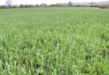 Entre 2011 et 2018, de nombreux essais culturaux ont été mis en place sur trois fermes normandes. Ces résultats peuvent désormais profiter à tous les éleveurs de bovins bio ou conventionnels du territoire.