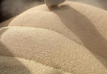 Après avoir franchi la barre des 200 €/t en juillet, les cours du blé ont frôlé les 220 €, à 219,75 € en cours de séance, 
le 2 août, sur le marché européen Euronext. Le blé a ensuite cédé du terrain, repassant sous les 200 € le 27 août. 
