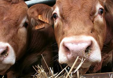 Au 1er décembre 2017, on comptait 3,95 millions de vaches allaitantes. Le marché des mâles s’est allégé. La production française de gros bovins finis a diminué de 1,8 % entre 2016 et 2017.